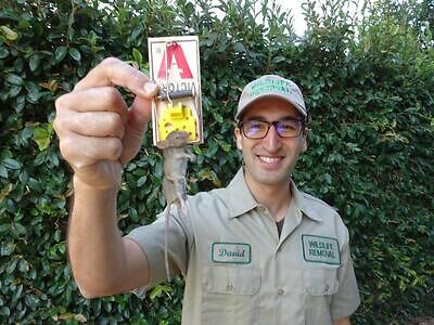 Lexington pest control