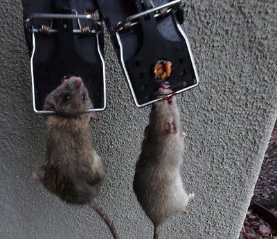 rodent trapping